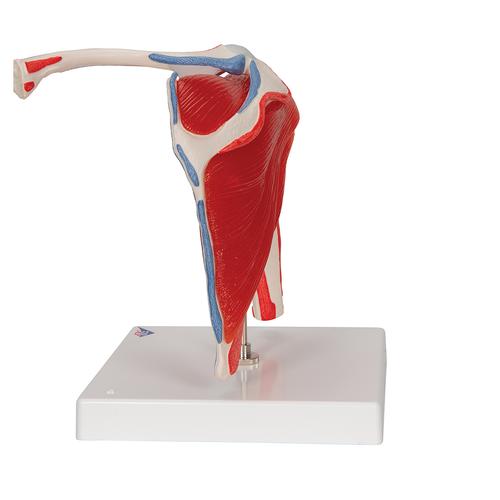 Articulación del hombro con manguito rotador, de 5 piezas - 3B Smart Anatomy, 1000176 [A880], Modelos de Musculatura