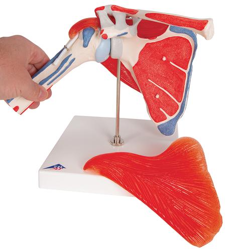 Articulación del hombro con manguito rotador, de 5 piezas - 3B Smart Anatomy, 1000176 [A880], Modelos de Musculatura