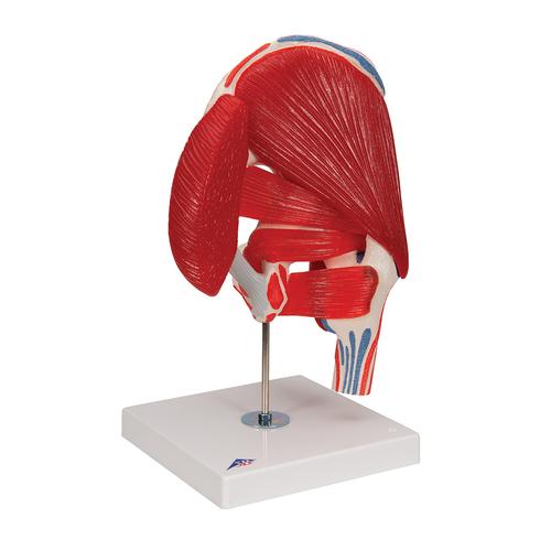 Articulación de la cadera, 7 piezas - 3B Smart Anatomy, 1000177 [A881], Modelos de Articulaciones