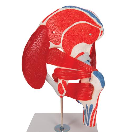Articulación de la cadera, 7 piezas - 3B Smart Anatomy, 1000177 [A881], Modelos de Musculatura