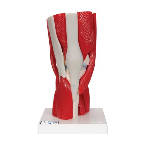 Articulación de la rodilla, 12 partes - 3B Smart Anatomy, 1000178 [A882], Modelos de Musculatura