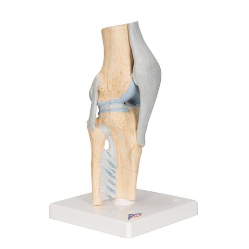 Modelo de la articulación de la rodilla, dividido en 3 partes - 3B Smart Anatomy, 1000180 [A89], Modelos de Articulaciones