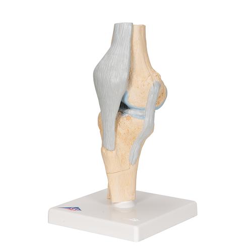 Modelo de la articulación de la rodilla, dividido en 3 partes - 3B Smart Anatomy, 1000180 [A89], Modelos de Articulaciones