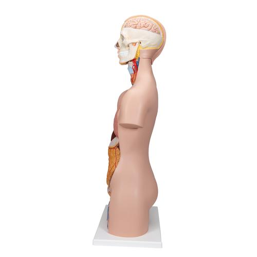 Torso clásico asexuado, 12 partes - 3B Smart Anatomy, 1000186 [B09], Modelos de Torsos Humanos