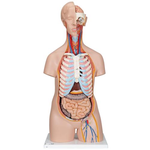 Torso clásico asexuado, 16 partes - 3B Smart Anatomy, 1000188 [B11], Modelos de Torsos Humanos