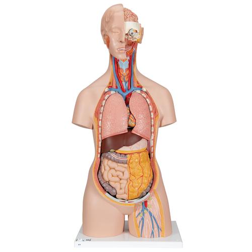 Torso clásico con espalda abierta, 18 partes - 3B Smart Anatomy, 1000193 [B19], Modelos de Torsos Humanos