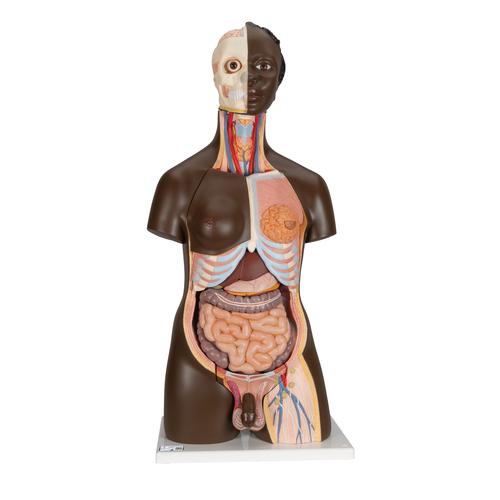 Torso bisexuado, 24 partes, tono de piel oscuro - 3B Smart Anatomy, 1000202 [B37], Modelos de Torsos Humanos