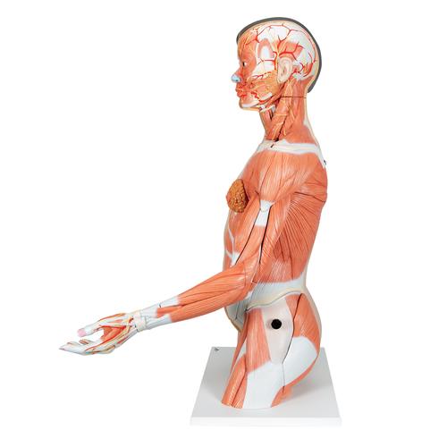 Torso de lujo y brazo con músculos, 33 partes - 3B Smart Anatomy, 1000204 [B41], Modelos de Torsos Humanos