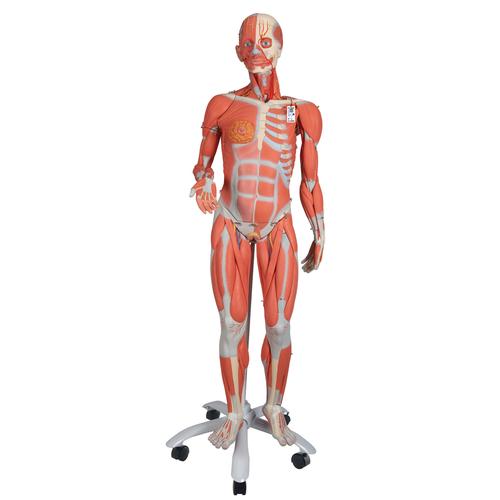 Figura Femenina con Músculos, desmontable en 23 piezas - 3B Smart Anatomy, 1013882 [B51], Modelos de Musculatura