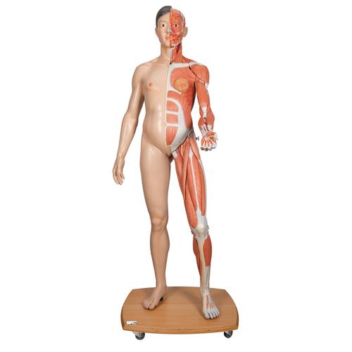 Figura corporal completa asiática de doble sexo, 39 partes - 3B Smart Anatomy, 1000208 [B52], Modelos de Musculatura