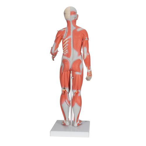 Figura Femenina Completa con Músculos, desmontable en 21 piezas - 3B Smart Anatomy, 1019232 [B56], Modelos de Musculatura