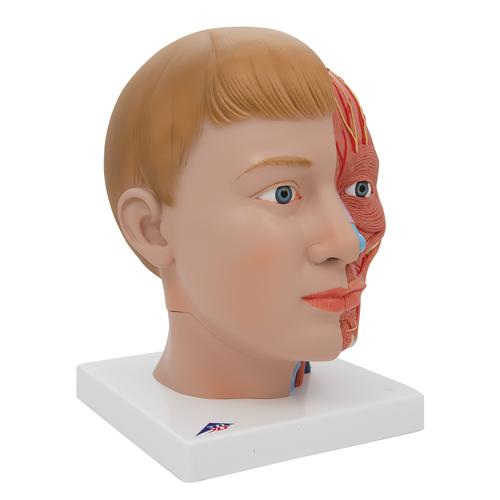Cabeza con cuello, 4 piezas - 3B Smart Anatomy, 1000216 [C07], Modelos de Cabeza