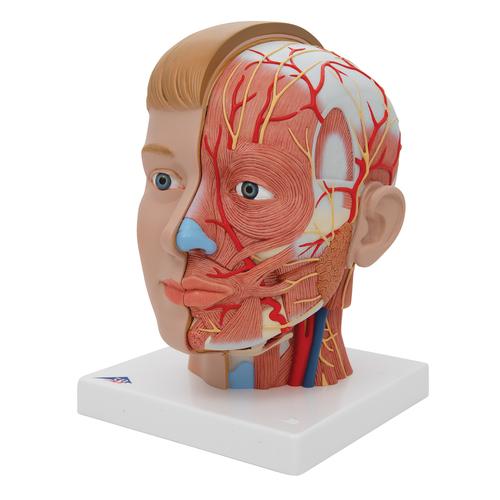 Cabeza con cuello, 4 piezas - 3B Smart Anatomy, 1000216 [C07], Modelos de Cabeza