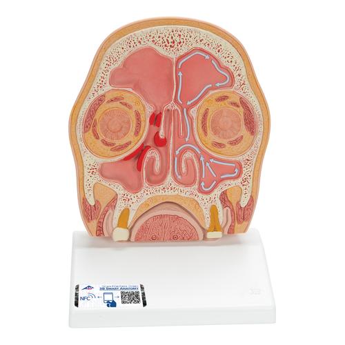 Modelo de un corte del cráneo - 3B Smart Anatomy, 1012789 [C13/1], Modelos de Cabeza