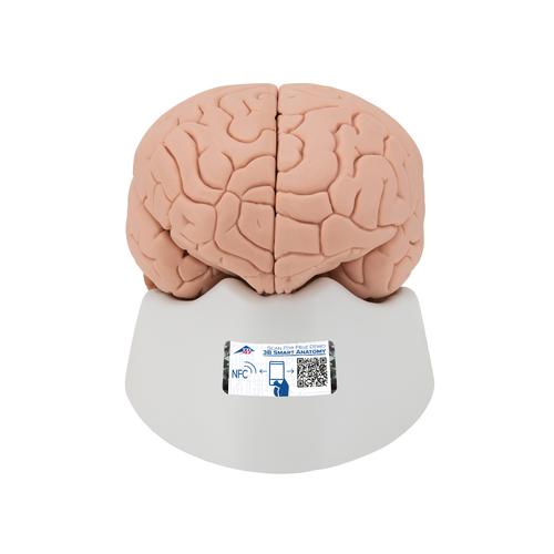 Encéfalo introductorio, desmontable en 2 piezas - 3B Smart Anatomy, 1000222 [C15], Modelos de Cerebro