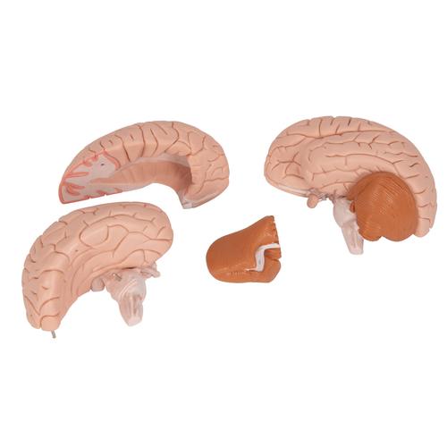 Encéfalo clásico, desmontable en 4 piezas - 3B Smart Anatomy, 1000224 [C16], Modelos de Cerebro