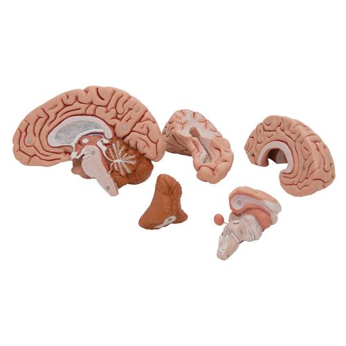 Encéfalo clásico, 5 partes - 3B Smart Anatomy, 1000226 [C18], Modelos de Cerebro