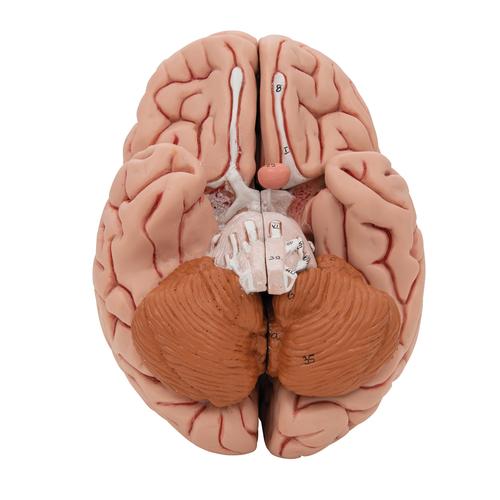 Encéfalo clásico, 5 partes - 3B Smart Anatomy, 1000226 [C18], Modelos de Cerebro