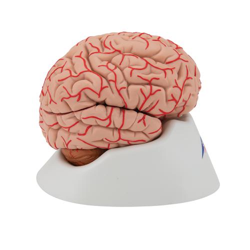 Cerebro de Lujo con Arterias, desmontable en 9 piezas - 3B Smart Anatomy, 1017868 [C20], Modelos de Cerebro