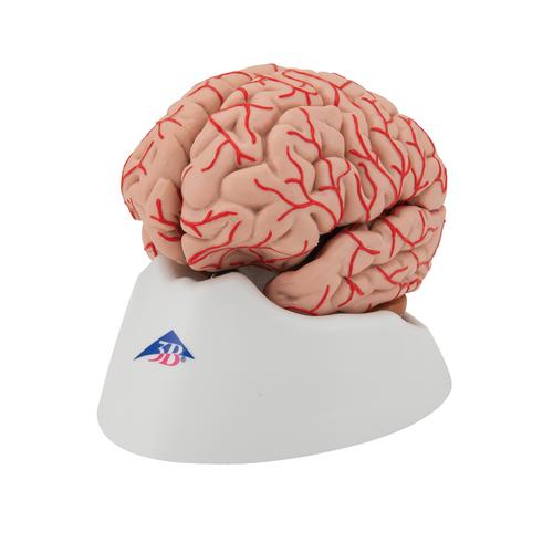 Cerebro de Lujo con Arterias, desmontable en 9 piezas - 3B Smart Anatomy, 1017868 [C20], Modelos de Cerebro