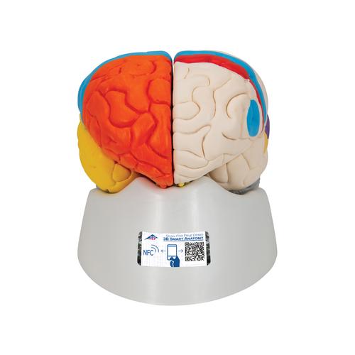 Cerebro neuro-anatómico, desmontable en 8 piezas - 3B Smart Anatomy, 1000228 [C22], Modelos de Cerebro