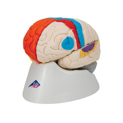Cerebro neuro-anatómico, desmontable en 8 piezas - 3B Smart Anatomy, 1000228 [C22], Modelos de Cerebro