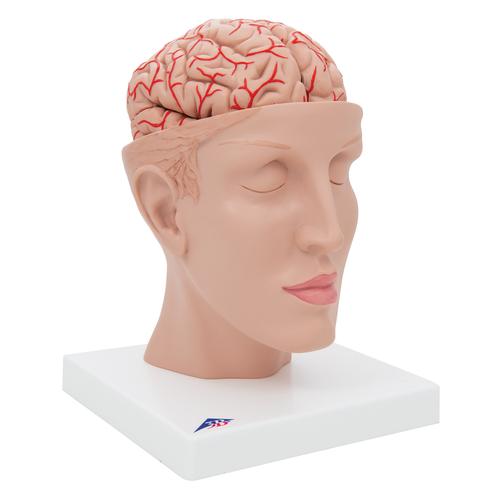 Encéfalo de lujo con arterias en la base de la cabeza, desmontable en 8 piezas - 3B Smart Anatomy, 1017869 [C25], Modelos de Cerebro