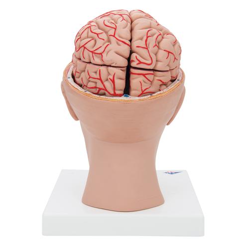 Encéfalo de lujo con arterias en la base de la cabeza, desmontable en 8 piezas - 3B Smart Anatomy, 1017869 [C25], Modelos de Cerebro