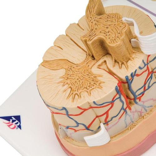Médula espinal con terminaciones nerviosas - 3B Smart Anatomy, 1000238 [C41], Modelos del Sistema Nervioso
