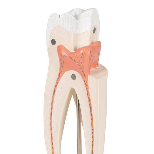 Molar superior con 3 raíces - 3B Smart Anatomy, 1017580 [D10/5], Modelos dentales