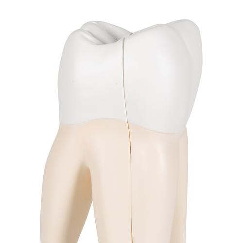 Molar superior con 3 raíces - 3B Smart Anatomy, 1017580 [D10/5], Modelos dentales