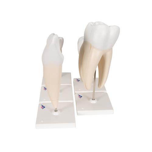 Serie de modelos dentales , 5 modelos - 3B Smart Anatomy, 1017588 [D10], Modelos dentales