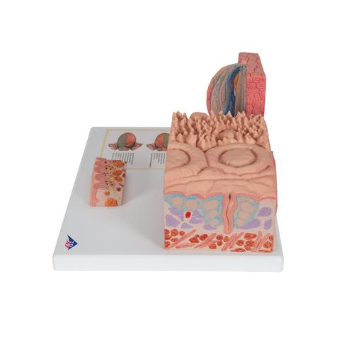Lengua – 3B MICROanatomie - 3B Smart Anatomy, 1000247 [D17], Modelos del Sistema Digestivo