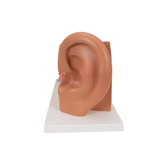 Oído, 3 veces su tamaño natural, 4 piezas - 3B Smart Anatomy, 1000250 [E10], Modelos de Oído, Laringe y Nariz