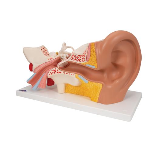 Oído, 3 veces su tamaño natural, 4 piezas - 3B Smart Anatomy, 1000250 [E10], Modelos de Oído, Laringe y Nariz