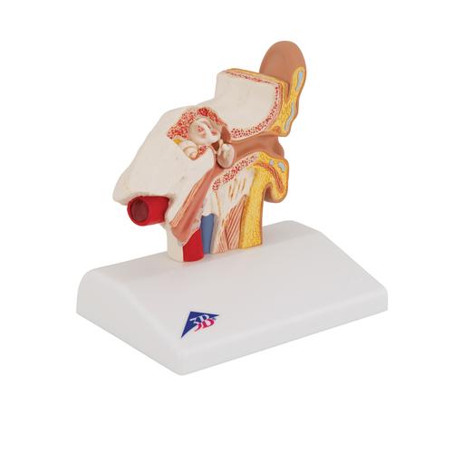 Modelo del oído para el escritorio, 1,5 veces su tamaño natural - 3B Smart Anatomy, 1000252 [E12], Modelos de Oído, Laringe y Nariz
