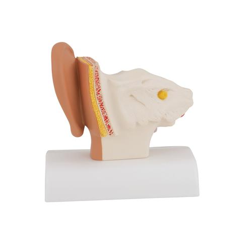 Modelo del oído para el escritorio, 1,5 veces su tamaño natural - 3B Smart Anatomy, 1000252 [E12], Modelos de Oído, Laringe y Nariz