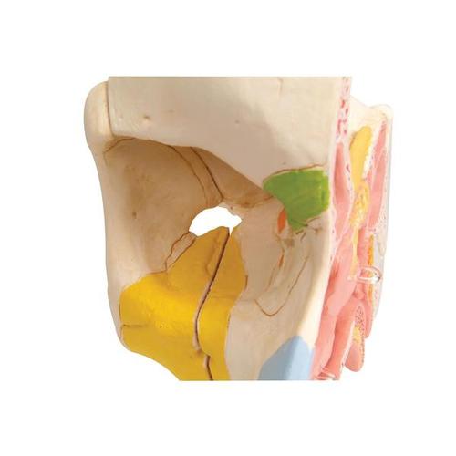 Nariz con cavidades paranasales, dividida en 5 partes - 3B Smart Anatomy, 1000254 [E20], Modelos de Oído, Laringe y Nariz