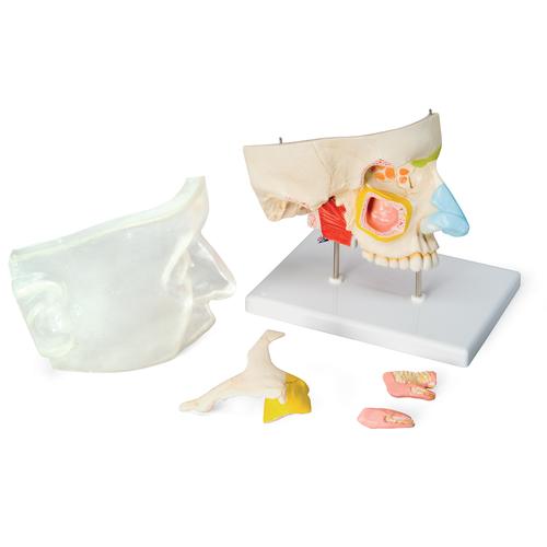 Nariz con cavidades paranasales, dividida en 5 partes - 3B Smart Anatomy, 1000254 [E20], Modelos de Oído, Laringe y Nariz