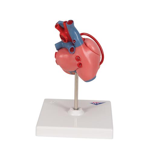 Corazón clásico con bypass, de 2 piezas - 3B Smart Anatomy, 1017837 [G05], Educación sobre salud y fitness cardiacos