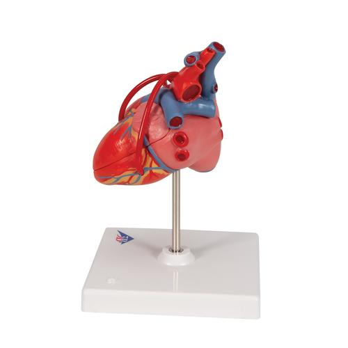 Corazón clásico con bypass, de 2 piezas - 3B Smart Anatomy, 1017837 [G05], Educación sobre salud y fitness cardiacos