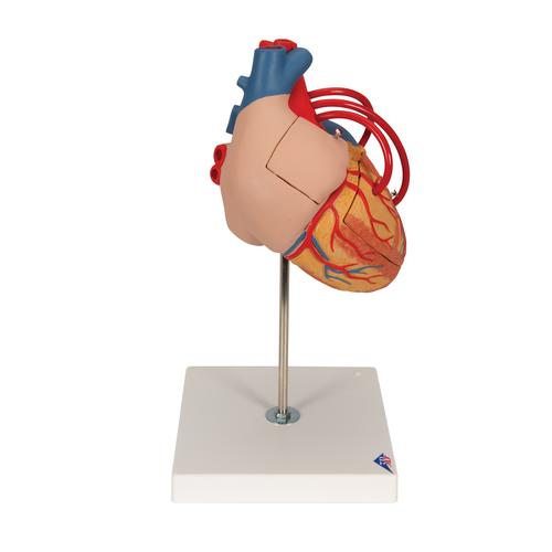 Corazón con bypass, 2 veces el tamaño natural, de 4 piezas - 3B Smart Anatomy, 1000263 [G06], Modelos de Corazón