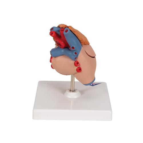 Corazón clásico con timo, de 3 piezas - 3B Smart Anatomy, 1000265 [G08/1], Modelos de Corazón