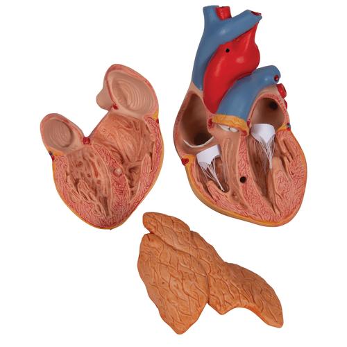 Corazón clásico con timo, de 3 piezas - 3B Smart Anatomy, 1000265 [G08/1], Modelos de Corazón