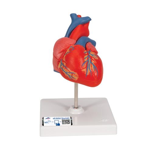 Corazones clásicos, en 2 piezas - 3B Smart Anatomy, 1017800 [G08], Educación sobre salud y fitness cardiacos