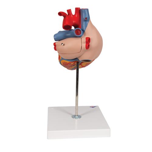 Corazón, 2 veces su tamaño natural, de 4 piezas - 3B Smart Anatomy, 1000268 [G12], Educación sobre salud y fitness cardiacos