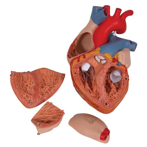 Corazón, 2 veces su tamaño natural, de 4 piezas - 3B Smart Anatomy, 1000268 [G12], Educación sobre salud y fitness cardiacos