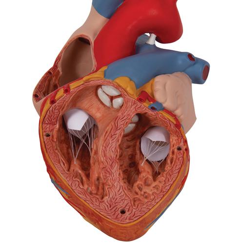 Corazón, 2 veces su tamaño natural, de 4 piezas - 3B Smart Anatomy, 1000268 [G12], Modelos de Corazón