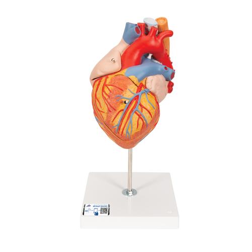 Corazón con esófago y tráquea, 2 veces su tamaño natural, de 5 piezas - 3B Smart Anatomy, 1000269 [G13], Modelos de Corazón