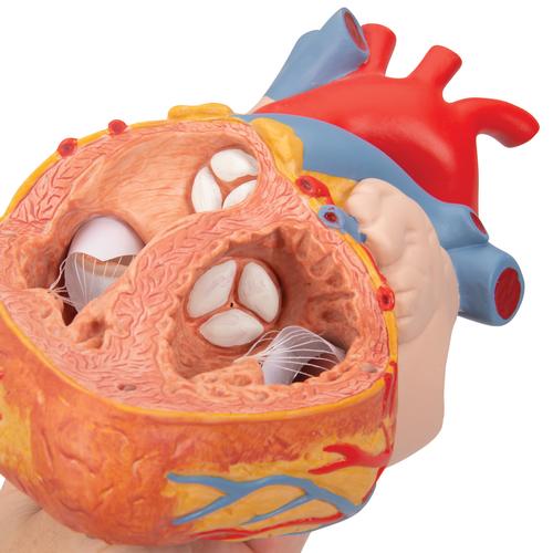 Corazón con esófago y tráquea, 2 veces su tamaño natural, de 5 piezas - 3B Smart Anatomy, 1000269 [G13], Modelos de Corazón
